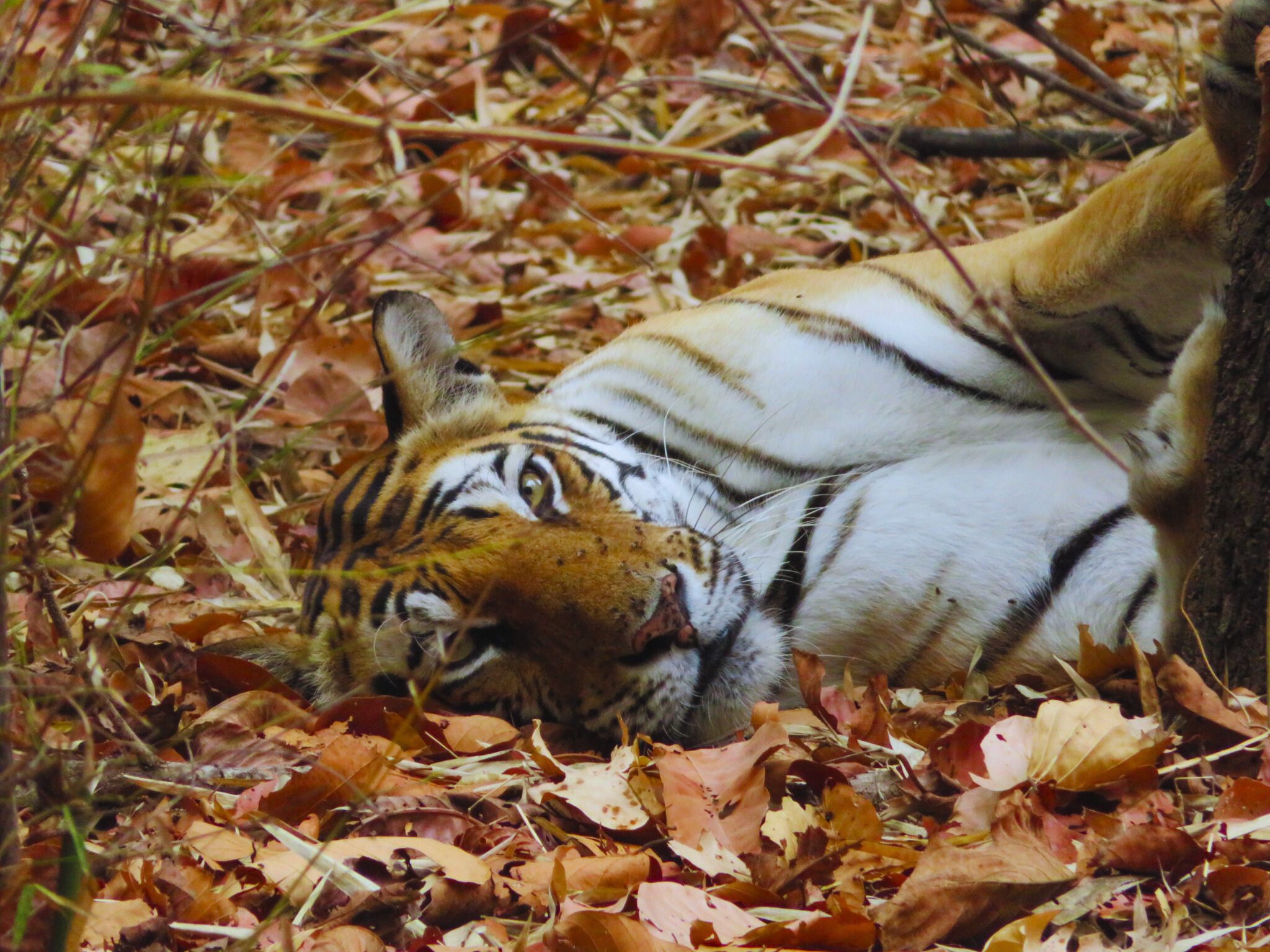Resting Bengal Tiger spotted during tiger safari in Bandhavgarh Tiger Reserve.