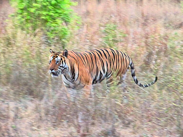 Bengal tiger sighting during a tiger safari in Bandhavgarh Tiger Reserve.