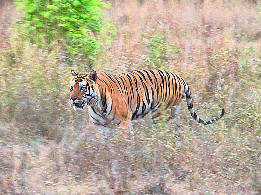 Bengal tiger sighting during a tiger safari in Bandhavgarh Tiger Reserve.