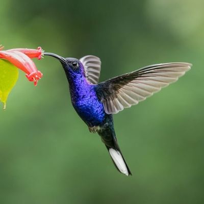Hummingbird in mid-flight with iridescent blue feathers, symbolizing precision and intentional travel.