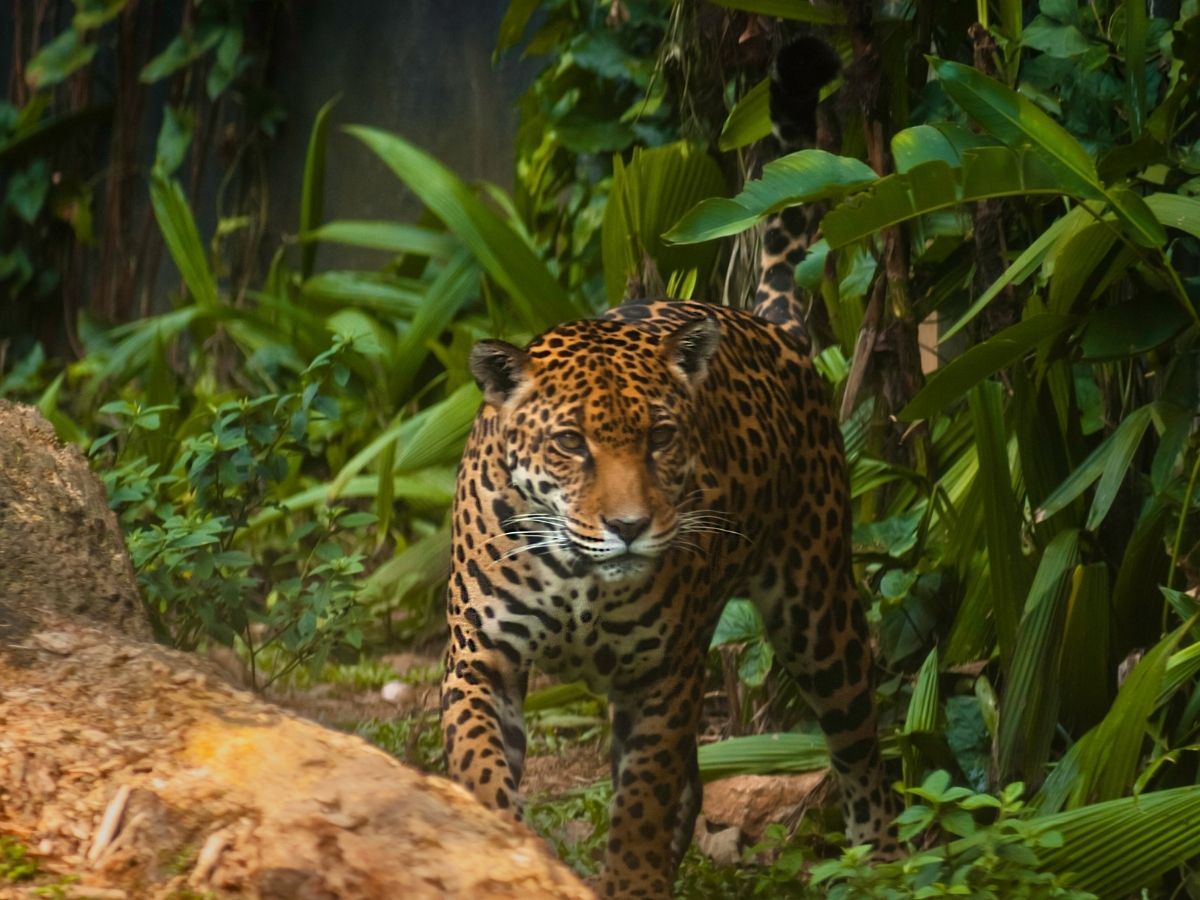 Jaguar walking through dense green vegetation in the Pantanal wetlands of Brazil.